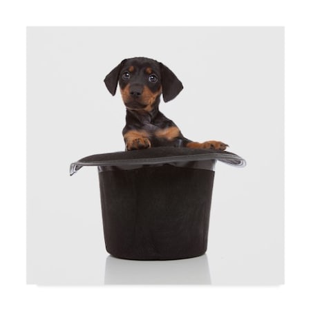 Trademark Fine Art Andrea Mascitti Puppies 'Puppy In Hat' Canvas Art, 18x18 ALI24578-C1818GG